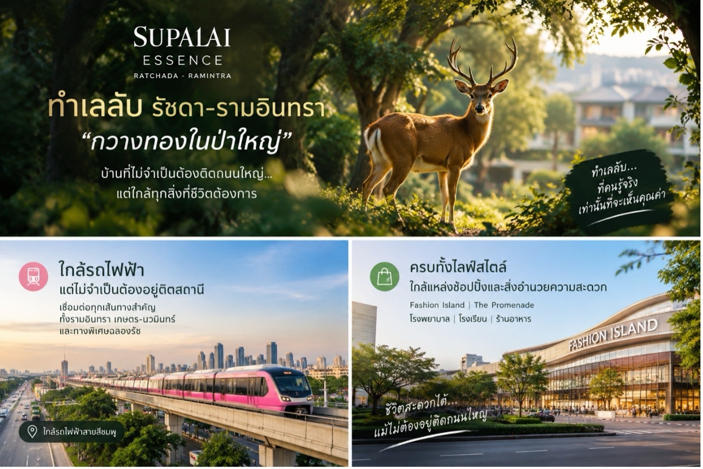 กวางทองในป่าใหญ่ บ้านทำเลรัชดา-รามอินทรา.jpg